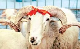 Kurban Nedir? Kurban’ın Dinimizdeki Önemi?