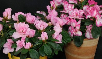 AÇELYA (Rhododendron Simsii) BAKIMI