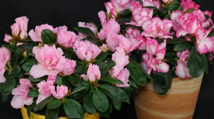 AÇELYA (Rhododendron Simsii) BAKIMI