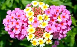 AĞAÇ MİNESİ (LANTANA) BAKIMI