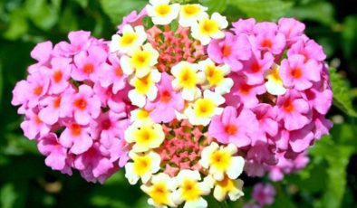 AĞAÇ MİNESİ (LANTANA) BAKIMI