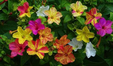 AKŞAM SEFASI (Mirabilis Jalapa) BAKIMI