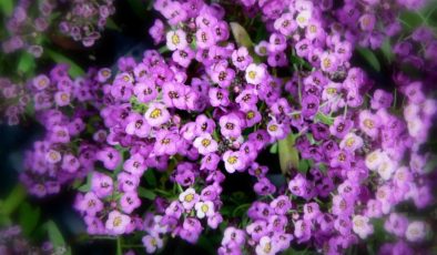 ALYSSUM BAKIMI (KUDUZOTU/DELİOTU)