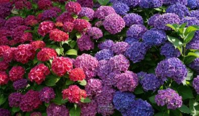 Ortanca Çiçeği (Hydrangea) Bakımı, Sulanması, Çoğaltılması Nasıl Yapılır?