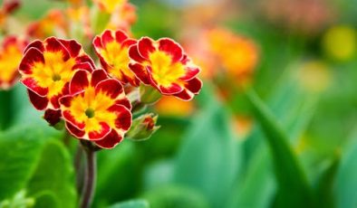 Çuha Çiçeği (Primula Vulgaris) Bakımı