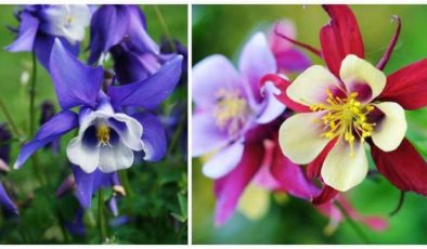 Haseki Küpesi (Aquilegia Winky) Bakımı