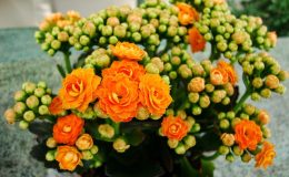 Kalanchoe – Kalanşo (Blossfeldiana ve Calandiva) Bakımı