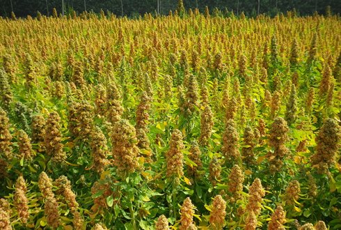Quinoa-Plantation