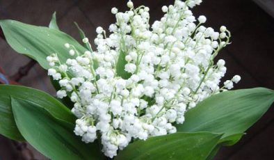 Müge Çiçeği Bakımı (İnci Çiçeği – Convallaria Majalis)