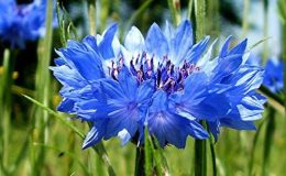 Peygamber Çiçeği (Mavi Kantaron) Faydaları Nelerdir