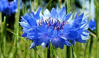 Peygamber Çiçeği (Mavi Kantaron) Faydaları Nelerdir