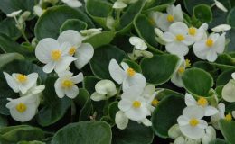 Begonya (Begonia) Çiçeği Bakımı ve Çoğaltılması