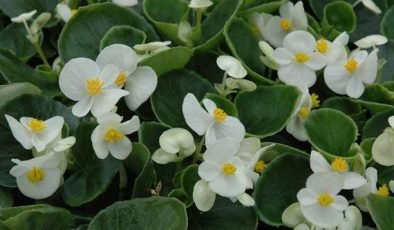 Begonya (Begonia) Çiçeği Bakımı ve Çoğaltılması