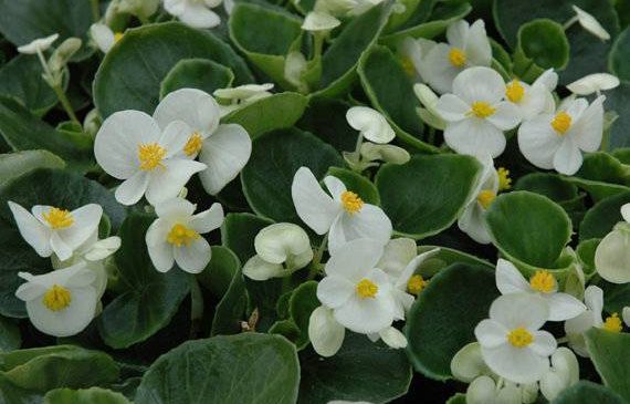 Begonya (Begonia) Çiçeği Bakımı ve Çoğaltılması