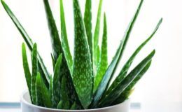 Aloe Vera Bitkisinin Bakımı ve Çoğaltılması