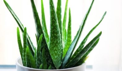 Aloe Vera Bitkisinin Bakımı ve Çoğaltılması