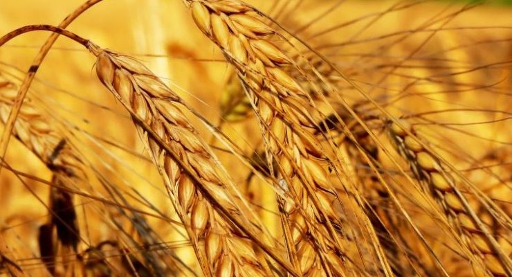 Buğday Yetiştiriciliği ve Üretimi