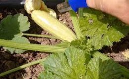 Kabak Tohumu – Sakız Kabağı Yetiştirme Tekniği