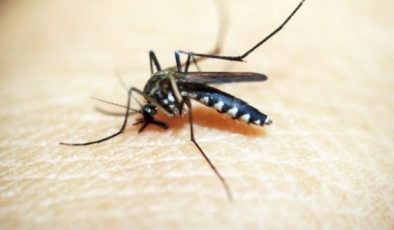Sivrisinekleri Sizden Uzak Tutacak Tuzak