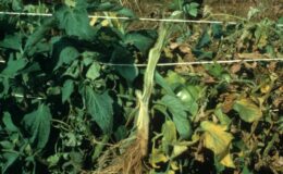 Domates Fusarium Tedavisi