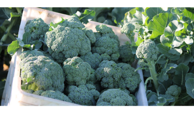 Brokoli Tohumu Çeşitleri