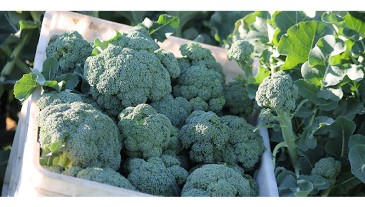 Brokoli Sulama Yöntemleri