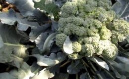 Hibrit Brokoli Tohumu Çeşitleri