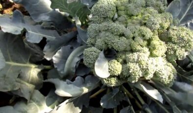 Hibrit Brokoli Tohumu Çeşitleri