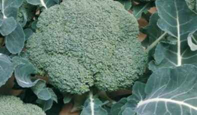 Brokolide Çapalama ile Kesin ve eItkili Çözümü Sitemizde.