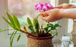 Dendrobium orkide bakımı ve sulaması nasıl olmalı?