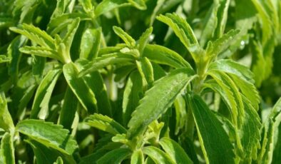 Şeker otu – Stevia Yetiştiriciliği Nasıl Yapılır?