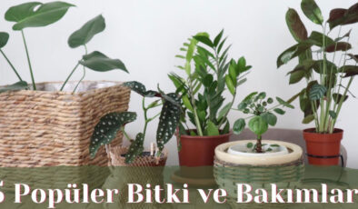 5 popüler bitki ve bakımlarıyla ilgili püf noktalar