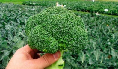 Standart Brokoli Tohumu Çeşitleri