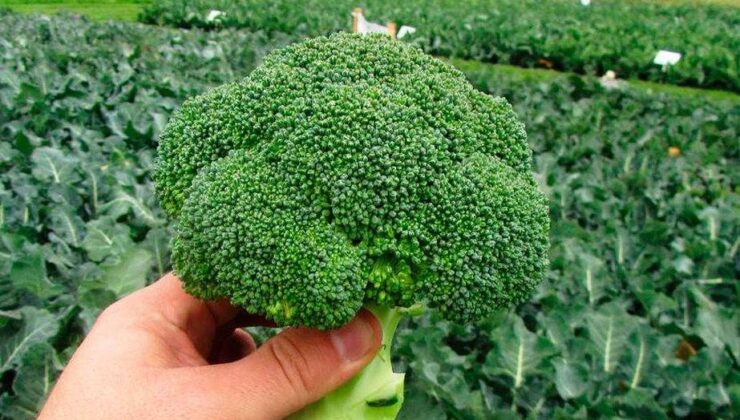 Standart Brokoli Tohumu Çeşitleri