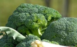 Brokoli İklim İstekleri