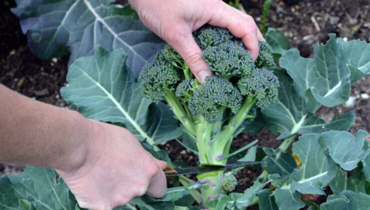 Türkiye’de Yetiştirilen Brokoli Çeşitleri