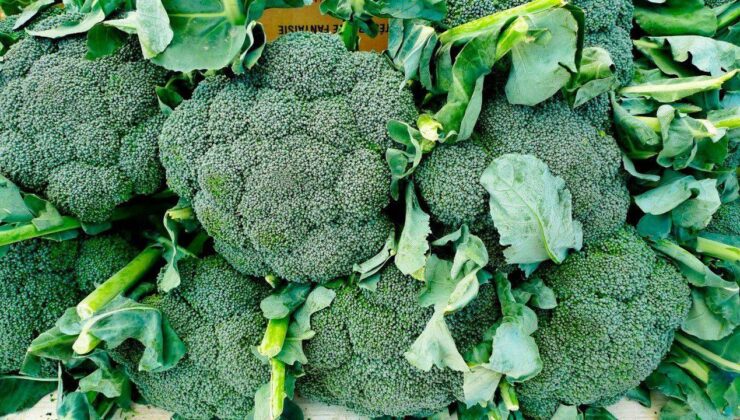 Brokoli Hasat Zamanının Belirlenmesi
