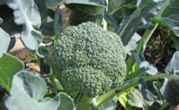 Brokoli Ekimi Ne Zaman Yapılmalıdır