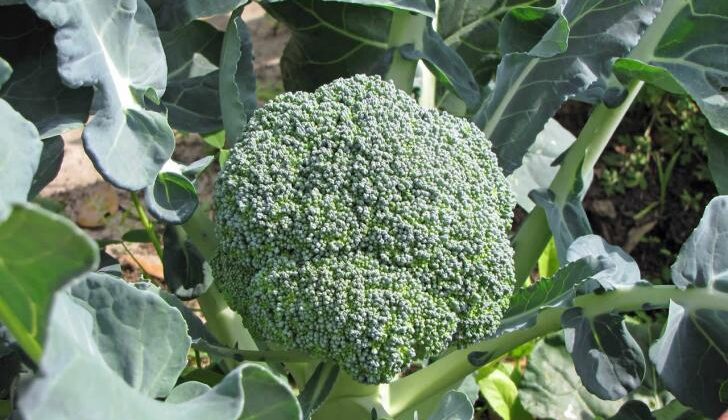 Brokoli Hangi Koşullarda Yetişir