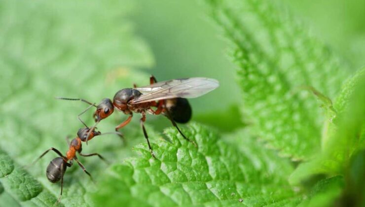 Çiçeklerde karınca neden olur? Saksıdaki karıncalar nasıl uzaklaştırılır?