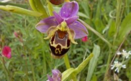 Salep Orkidesi Yetiştiriciliği Nasıl Yapılır?