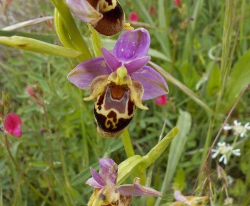 Salep Orkidesi Yetiştiriciliği Nasıl Yapılır?