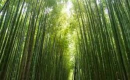 Bambu Ağacının Hikayesi