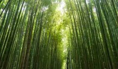 Bambu Ağacının Hikayesi