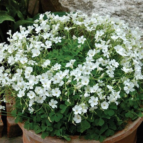 Oxalis Regnellii Irish Mist (Beyaz çiçekli Süs Yoncası, Uyku Çiçeği)