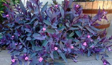 Telgraf Çiçeği (Tradescantia) Bakımı