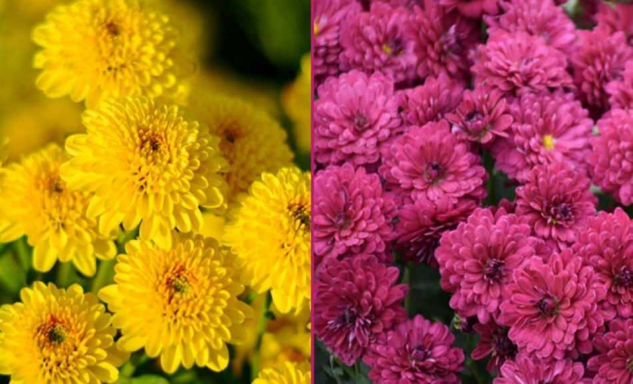 Kasımpatı çiçeği bakımı nasıl yapılır? Kasımpatı çiçeği özellikleri ve faydaları nelerdir? - Pratik Bilgiler Haberleri