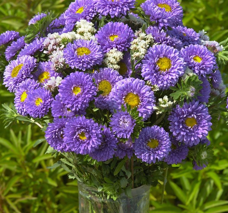 Mavi Kasımpatı F1 Tohumu ( 15 Tohum ) - Çiçek Tohumları - PRS-0510