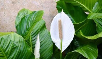 Barış Çiçeği (Spathyphyllum) Bakımı