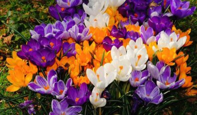 Çiğdem (Crocus) Bakımı